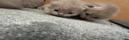 British Shorthair cats for sale: Lilac British shorthair GCCF and TICA registered in York - Advert 12