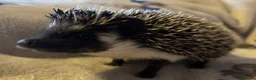 Pygmy Hedgehog rodents for sale: Male and Female African Pygmy Hedgehogs. Ready now - Advert 4