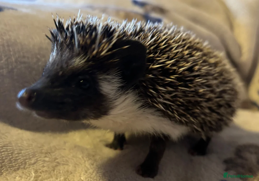 Pygmy Hedgehog rodents for sale: Male and Female African Pygmy Hedgehogs. Ready now - Advert 4