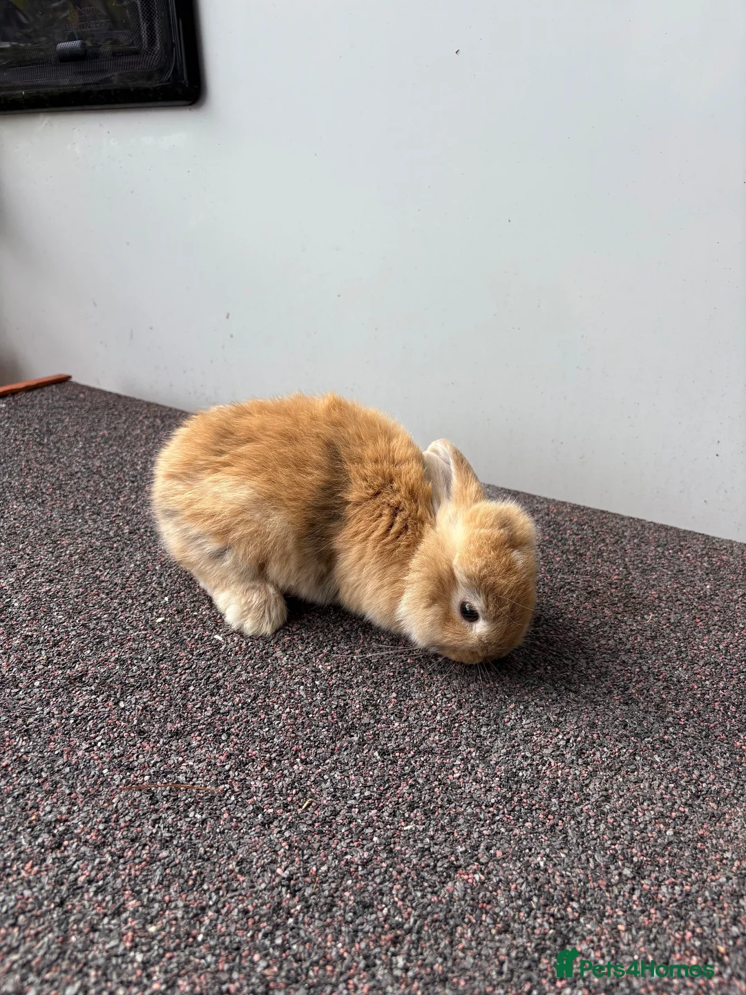 Mini Lop rabbits for sale: Mini Lop Kits - £80 - Four Marks, Alton - Advert 2