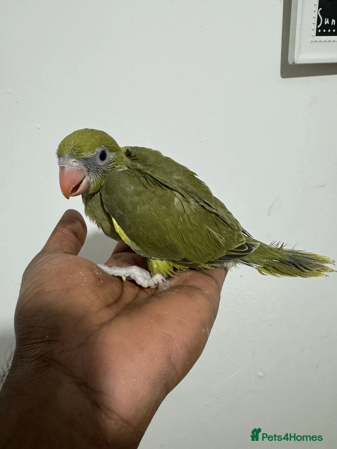 Ringnecks birds for sale: HAND REARED INDIAN RING NECK - Advert 12