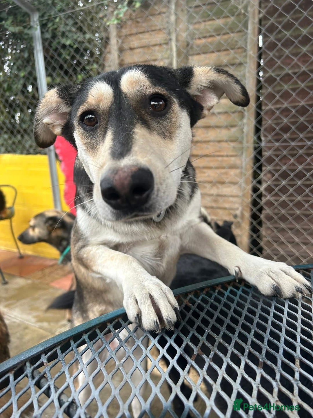 Mixed Breed dogs for adoption: Travis - Norwich Norfolk  - Image 14