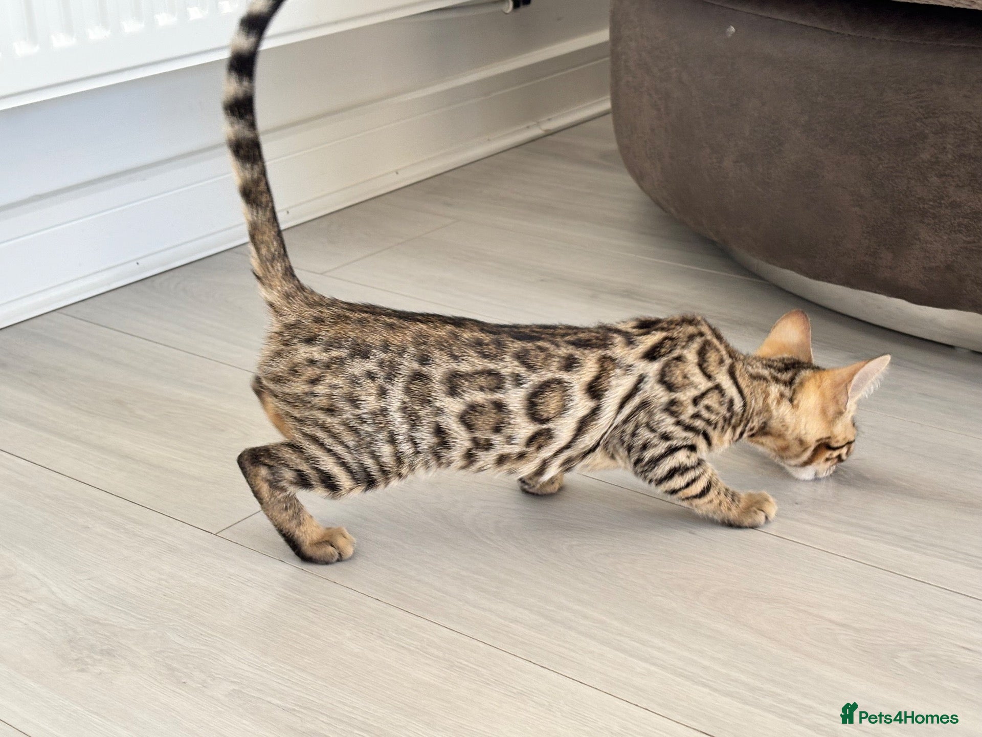 Bengal cats Stunning full pedigree registered bengal kittens  - Advert 1