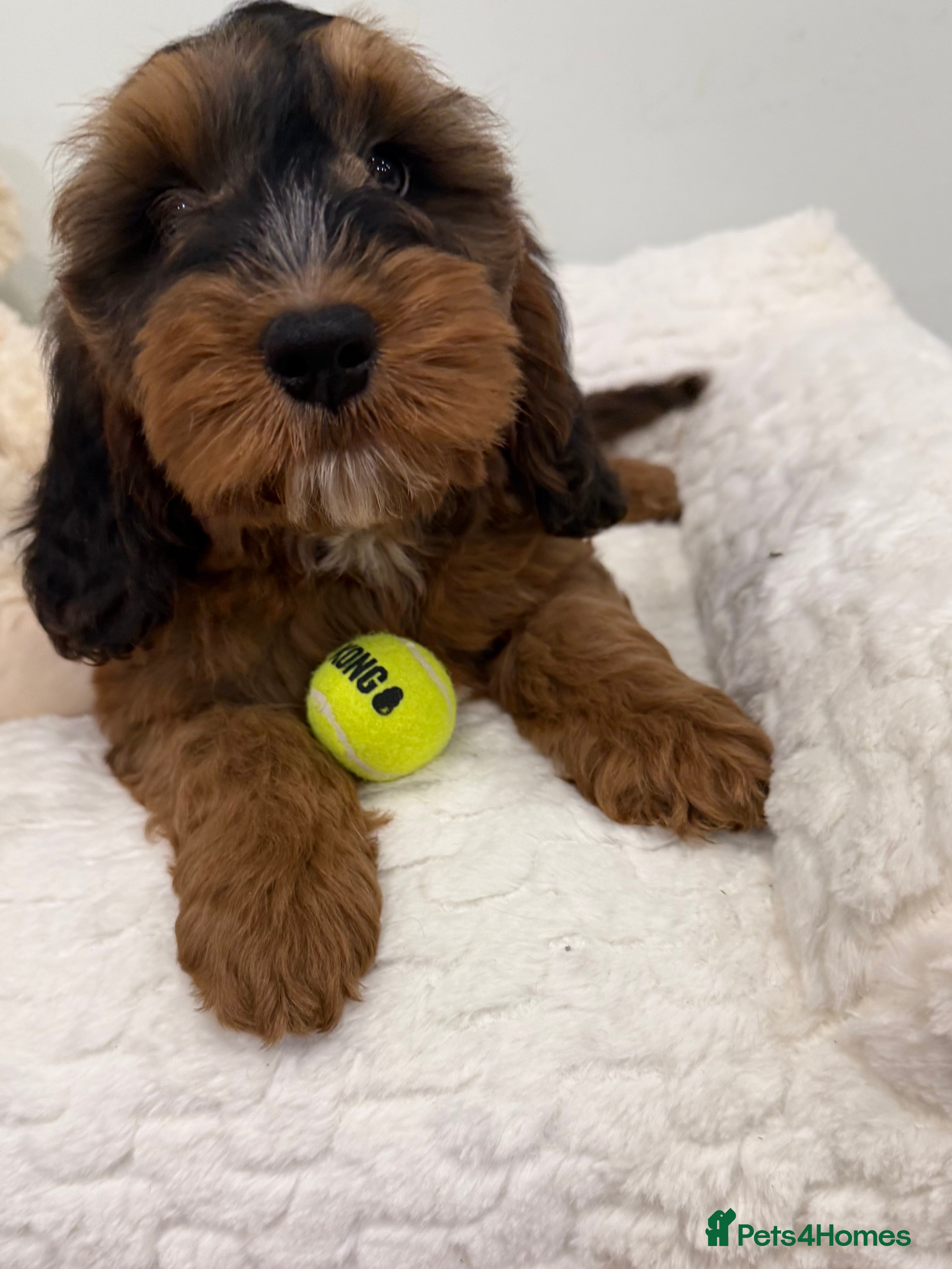 Cockapoo dogs 11 red sable, f1 cockapoo. KC & DNA clear parents - Advert 15