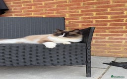 Ragdoll cats for sale: female ragdoll - Image 5