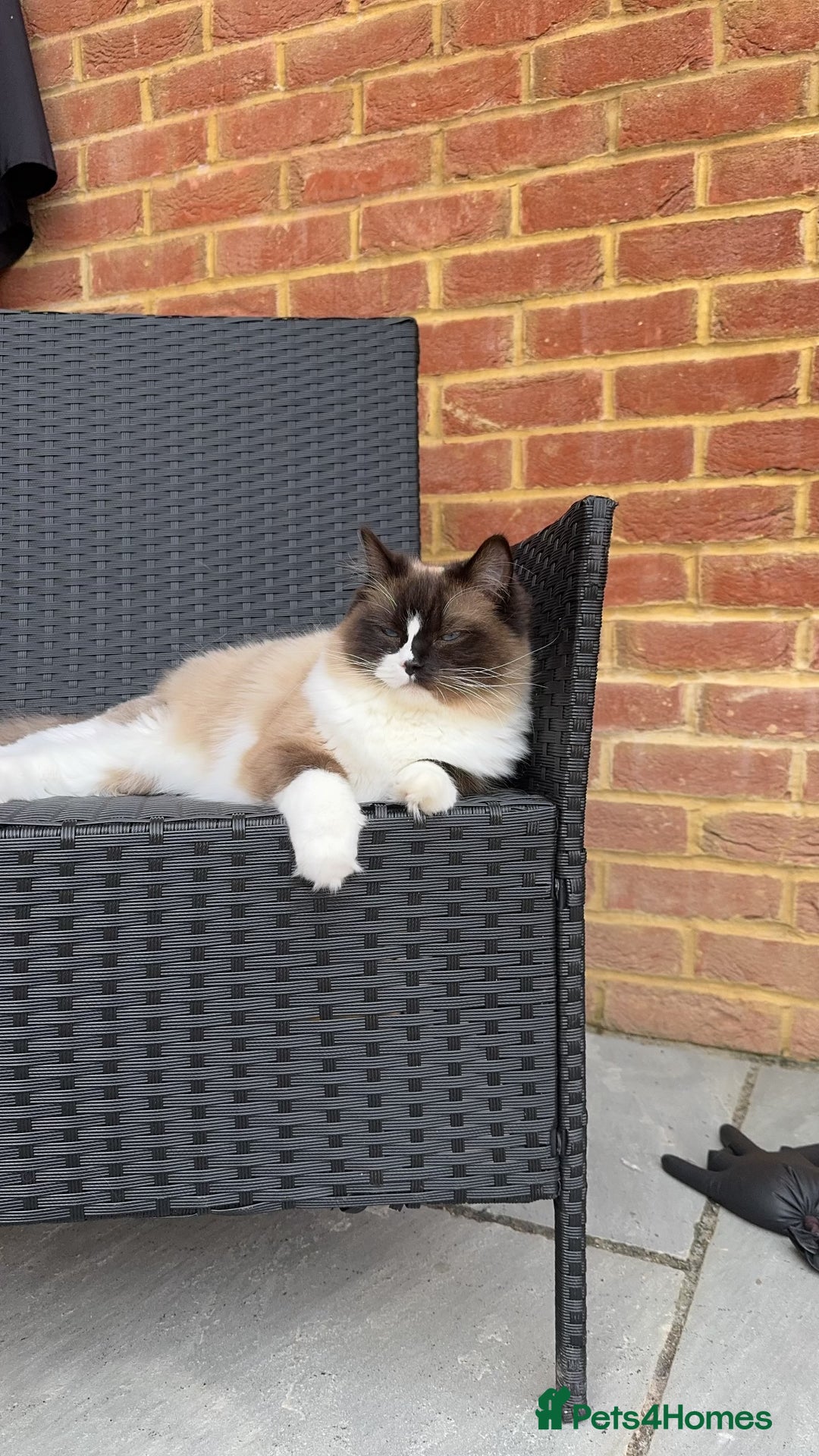 Ragdoll cats for sale: female ragdoll - Image 5