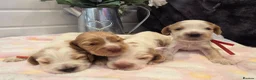 Cocker Spaniel dogs for sale: SHOW TYPE health tested KC cocker spaniels  - Advert 10