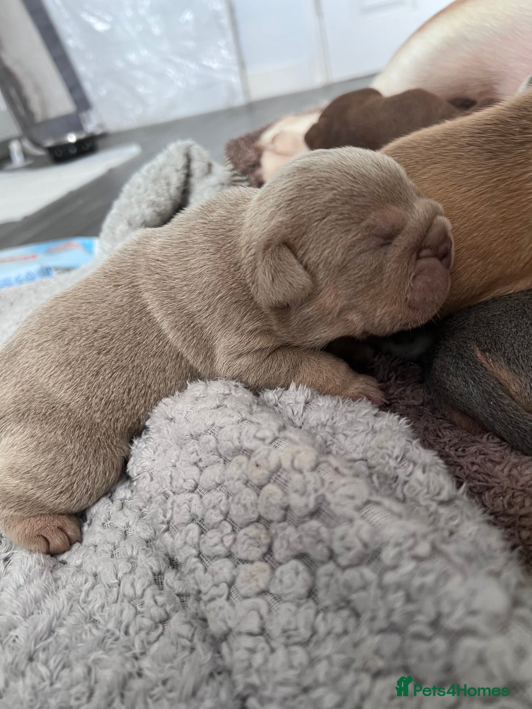 English Bulldog dogs for stud: Red Bulldog Stud - Image 9