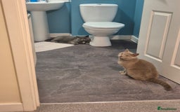 British Shorthair cats for sale: British short hair kitten - Advert 1