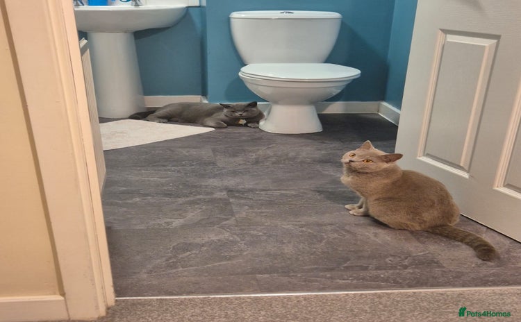 British Shorthair cats British short hair kitten - Advert 1