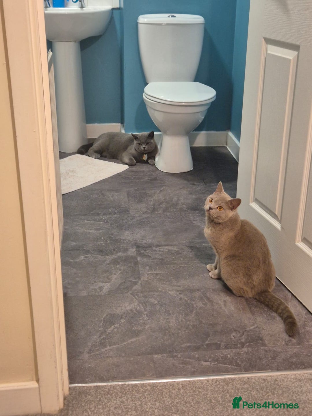 British Shorthair cats for sale: British short hair kitten - Advert 1