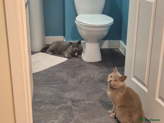 British Shorthair cats British short hair kitten - Advert 1