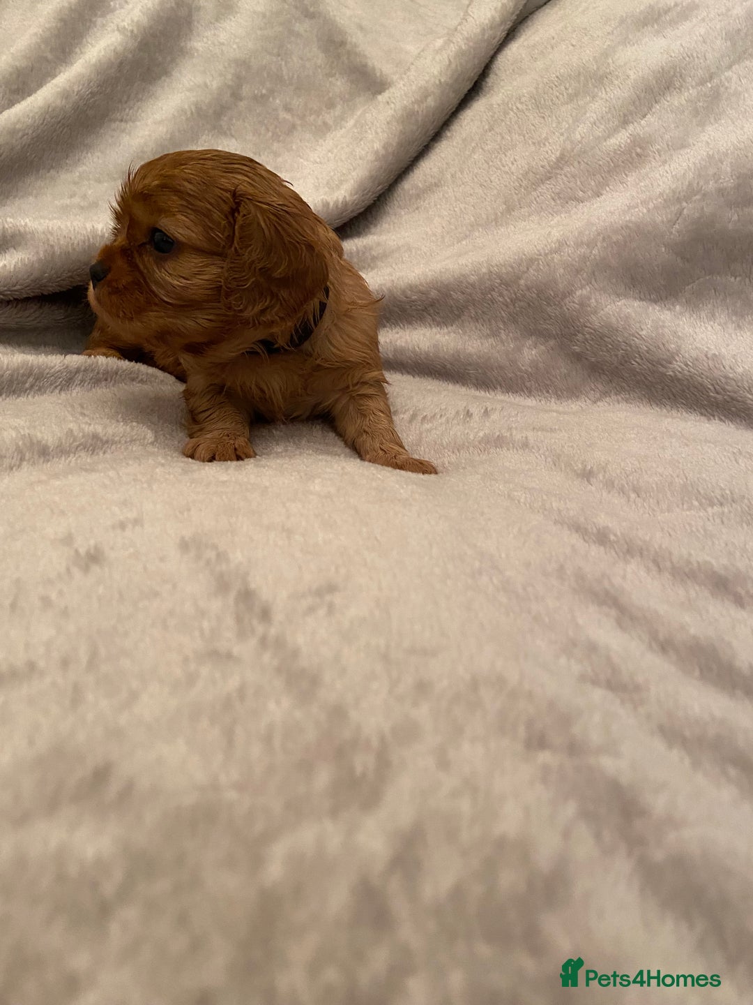 Cavalier King Charles Spaniel dogs for sale: Exceptional, ruby pure bred Cavaliers - Advert 11