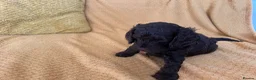Cockapoo dogs for sale: Beautiful Cockapoo* Toy Poodle Puppies  - Advert 21