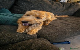 Cavapoo dogs for sale: REHOMING  - Advert 2