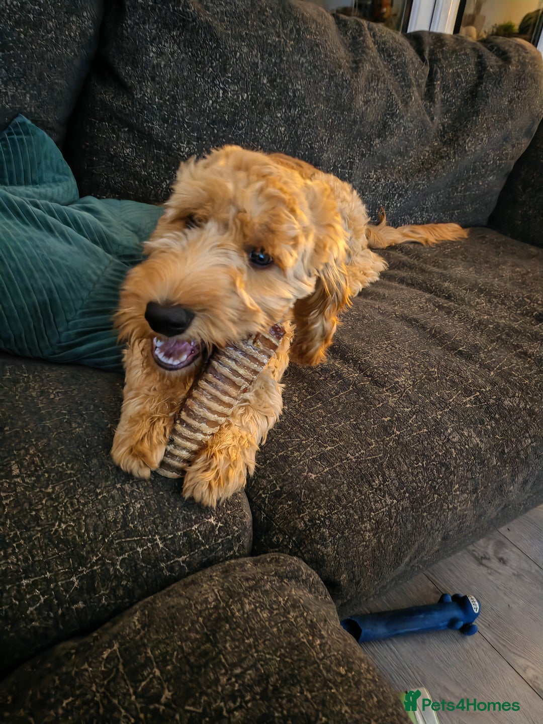 Cavapoo dogs for sale: REHOMING  - Advert 2