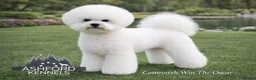 Poochon dogs for sale: 💥STUNNING CREAM F1 HEALTH TESTED POOCHONS 💥 - Advert 4