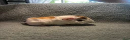 Guinea Pig rodents for sale: Beautiful girls handsomr boys - Advert 21
