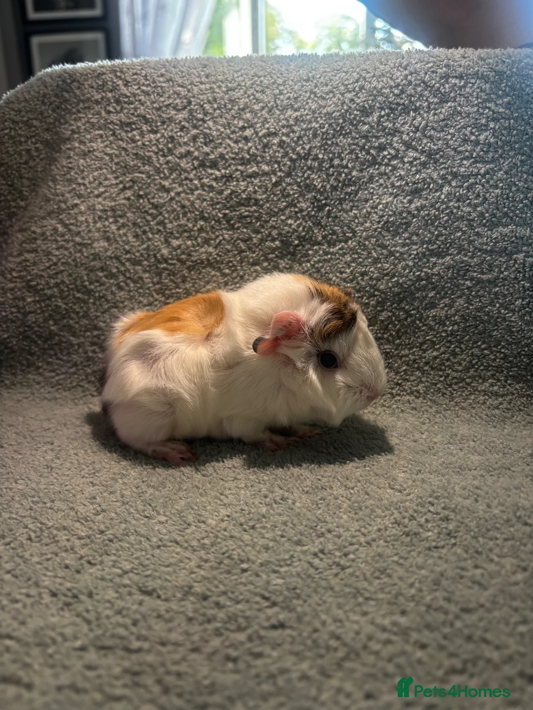 Guinea Pig rodents for sale: Beautiful girls handsomr boys - Advert 21