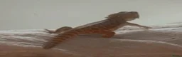 Bearded Dragon reptiles for sale: Tango bearded dragon - Advert 4
