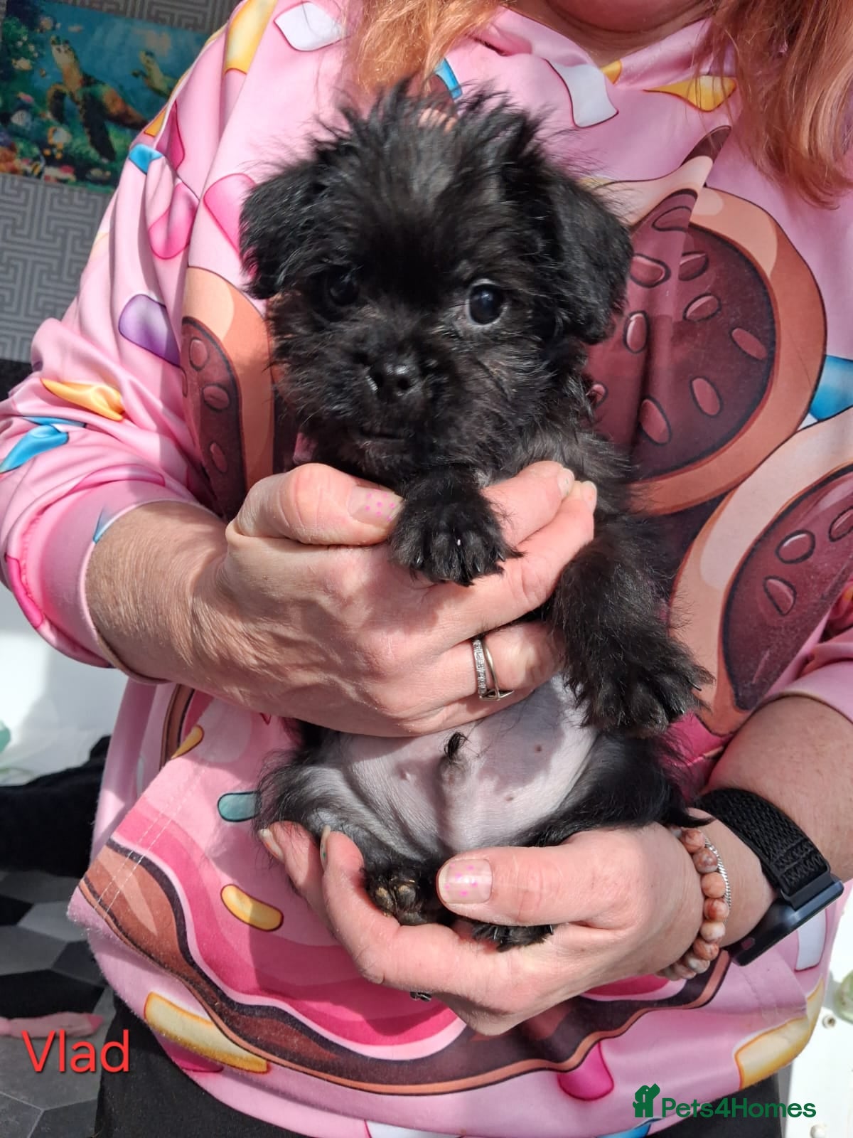 Pugapoo dogs Adorable pugapoo puppies 🥰 - Advert 1
