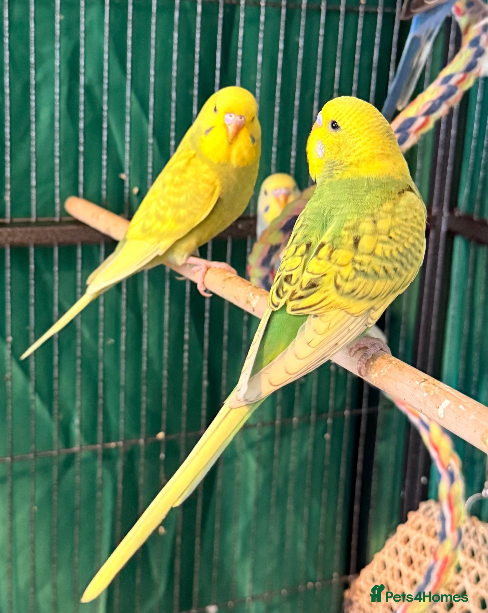 Budgerigars birds young  budgies available males & female young  - Advert 2