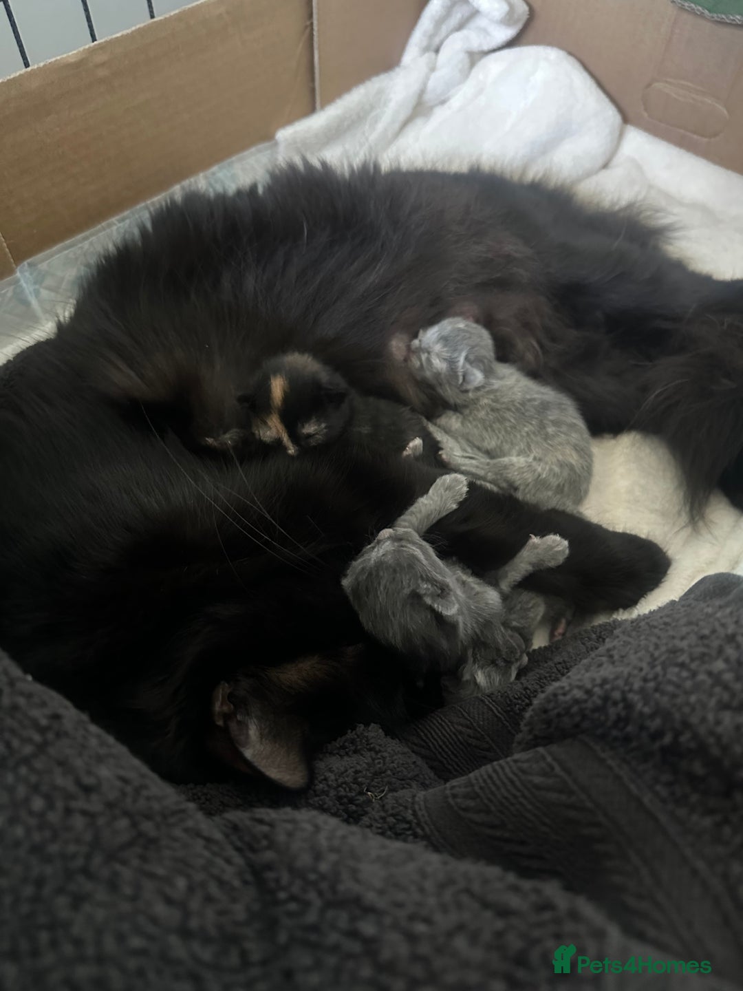 Maine Coon cats for sale: Kittens  - Image 3