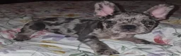 French Bulldog dogs for sale: French bulldog in Bury - Advert 2