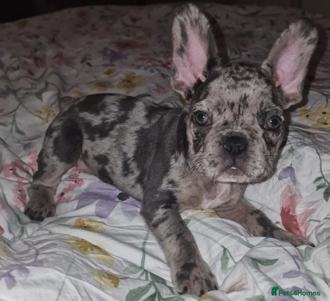French Bulldog dogs for sale: French bulldog in Bury - Advert 2