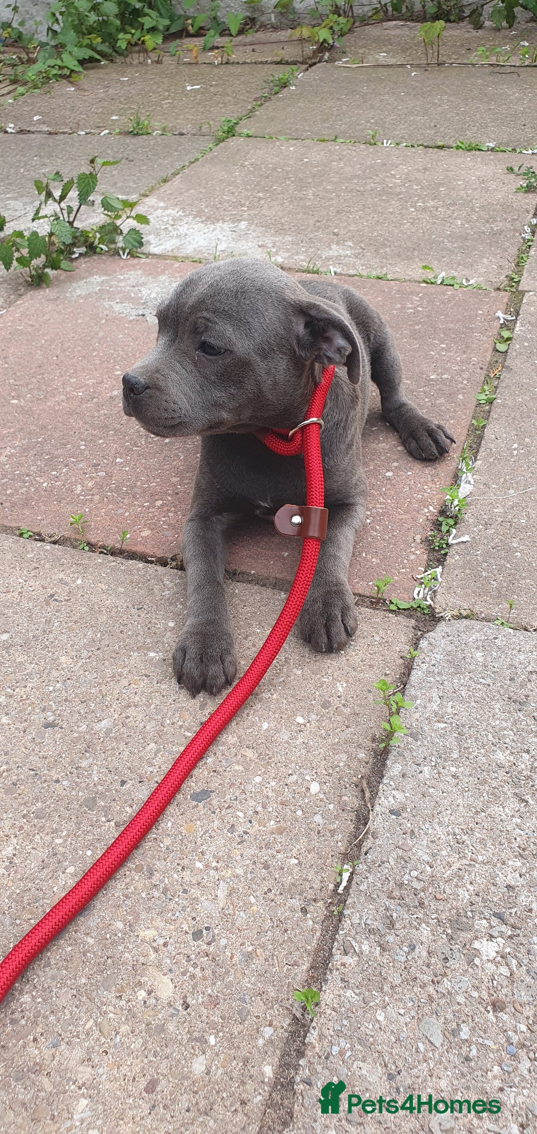 Staffordshire Bull Terrier dogs for sale: KC registeres Staffordshire bull terrier puppies - Image 10