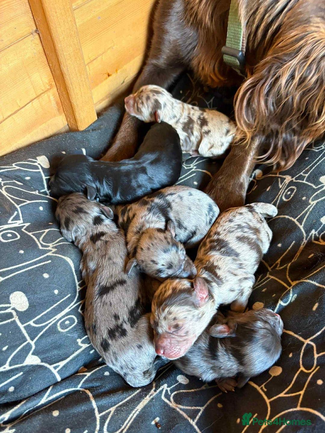 Cockapoo dogs for sale: 5 ⭐️ F1 Cockapoo puppies  - Image 1