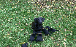 Labrador Retriever dogs for sale: Labrador Puppies from Working Parents - Image 3