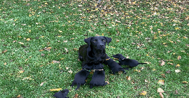 Labrador Retriever dogs - Advert 1