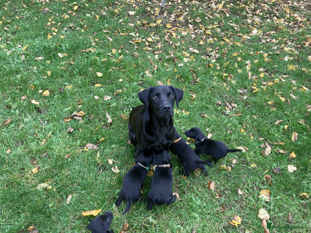 Labrador Retriever dogs for sale: Labrador Puppies from Working Parents - Image 3
