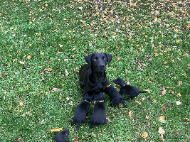 Labrador Retriever dogs - Advert 1