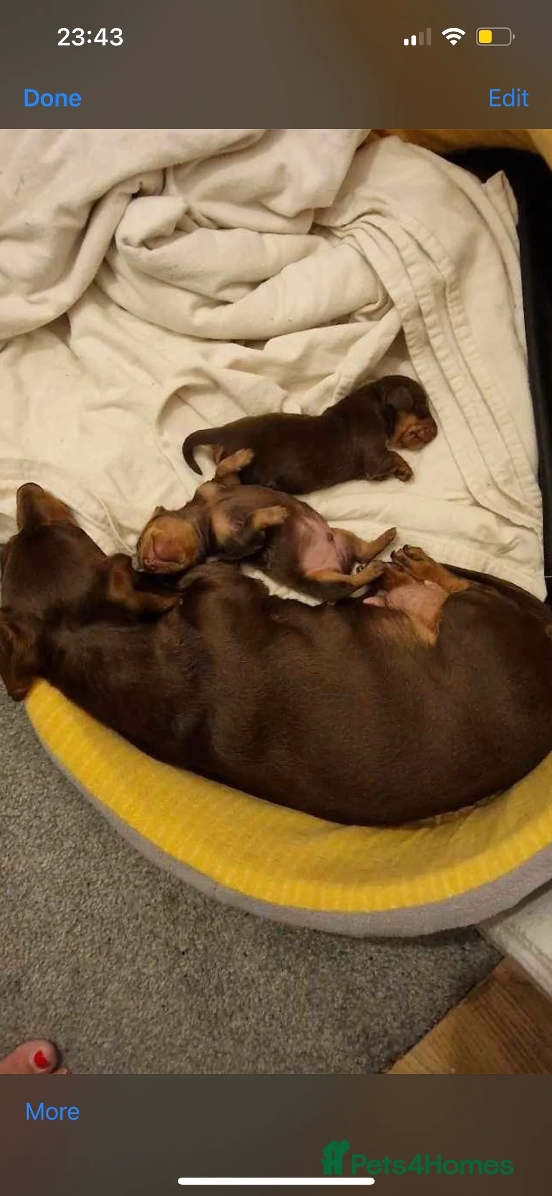 Miniature Dachshund dogs for stud: KC Miniature Dachshund in Liverpool - Advert 12