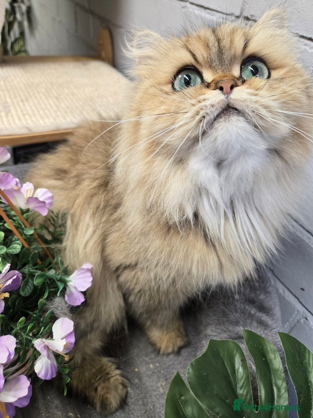 Persian cats for sale: 🪙 😺Golden Persian Chinichila Girl Left  - Image 5