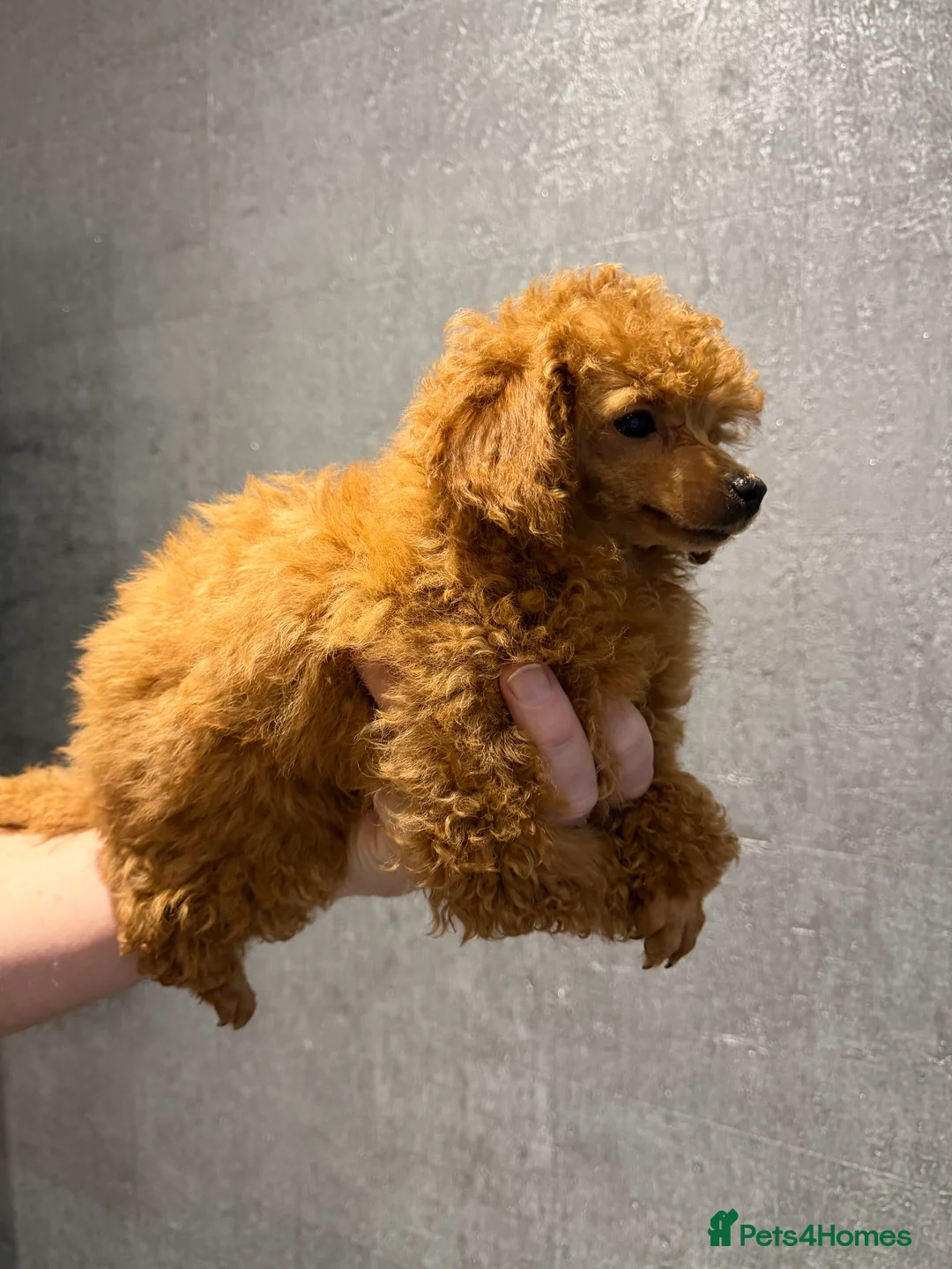 Toy Poodle dogs for sale: Outstanding KC reg Red Toy Poodles  - Advert 5