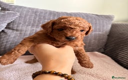 Cockapoo dogs for sale: 4 Stunning Fox Red F1b Toy Cockapoos  - Advert 15
