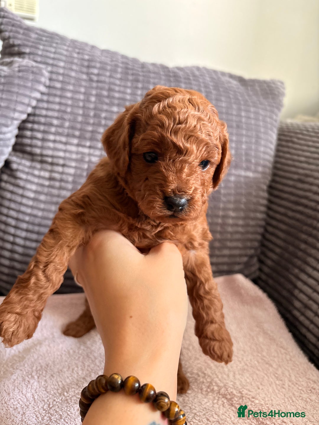 Cockapoo dogs for sale: 4 Stunning Fox Red F1b Toy Cockapoos  - Advert 15