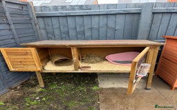 English Lop rabbits for sale: 2x rabbits - Image 2