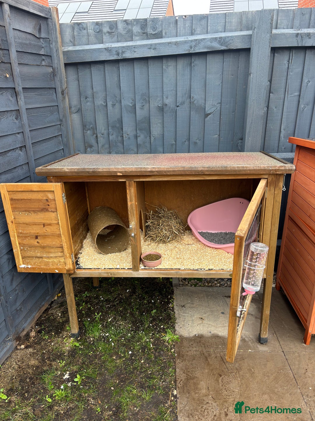 English Lop rabbits for sale: 2x rabbits - Image 2