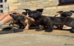 Belgian Shepherd Dog dogs for sale: Dutch herder puppys for sale  - Image 1
