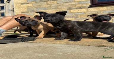 Belgian Shepherd Dog dogs - Advert 4