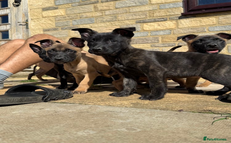 Belgian Shepherd Dog dogs - Advert 3