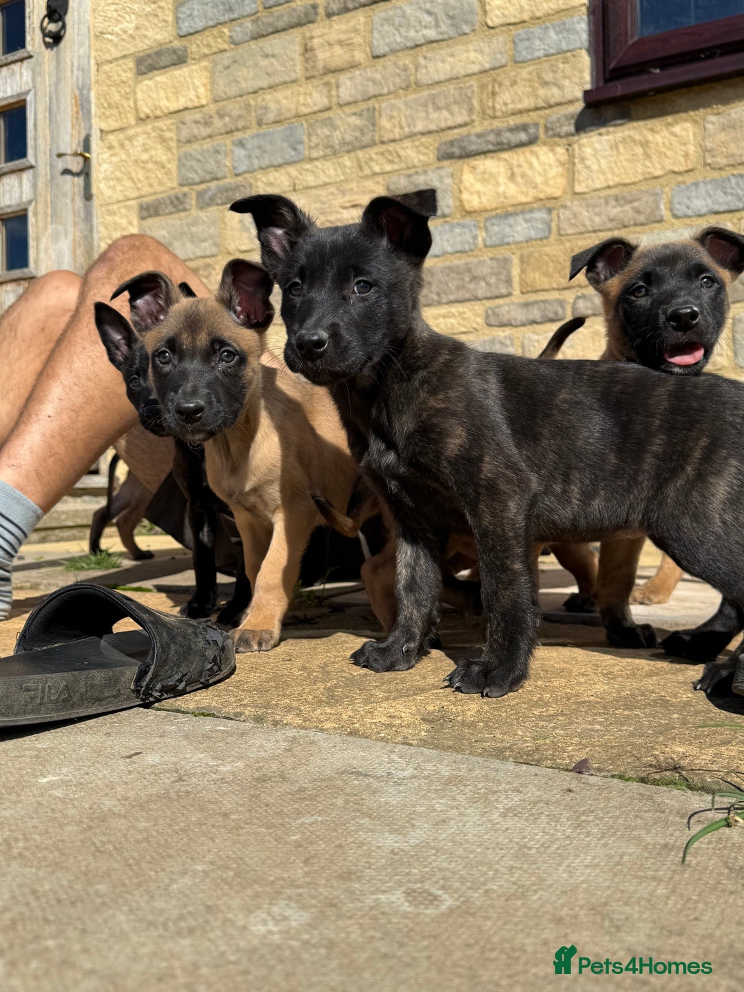 Belgian Shepherd Dog dogs for sale: Dutch herder puppys for sale  - Image 1