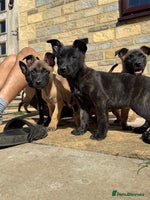 Belgian Shepherd Dog dogs - Advert 4