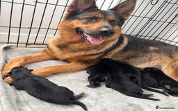German Shepherd dogs for sale: K.C German Shepherd Puppies  - Image 16