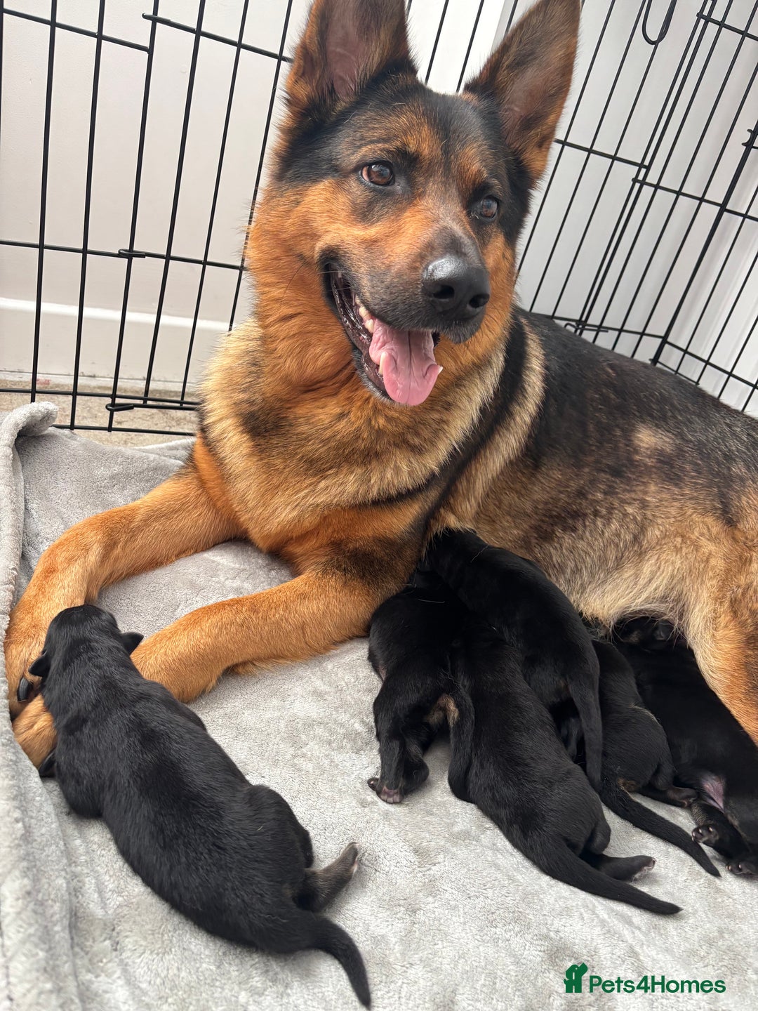 German Shepherd dogs for sale: K.C German Shepherd Puppies  - Image 16