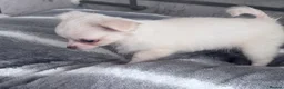 Chihuahua dogs for sale: gorgeous puppies in hull - Advert 25